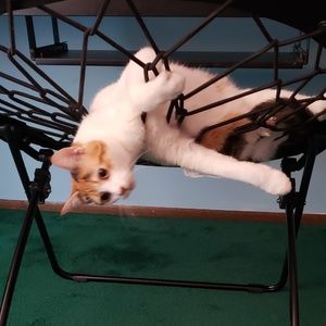 Meet your Posher, Georgette